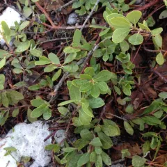 Pinemat Manzanita thumbnail 1