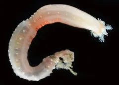 Albatross Footless Sea Cucumber thumbnail 4
