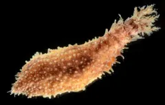 Black Brooding Sea Cucumber thumbnail 3