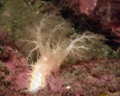Pallid Sea Cucumber thumbnail 3