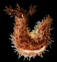 Aggregating Sea Cucumber thumbnail 2
