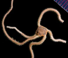 burrowing brittle star thumbnail 4