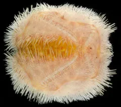 Mud Urchin thumbnail 1
