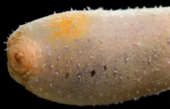Sweet Potato Sea Cucumber thumbnail 2