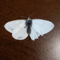 Margined White thumbnail 4