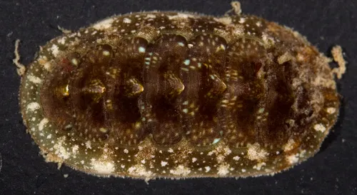 Cyanoplax caverna