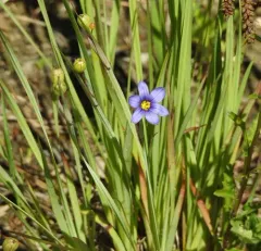 narrow-leaved blue-eyed grass thumbnail 2