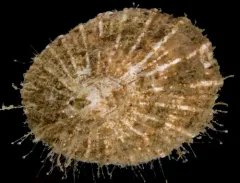 Many-rib Puncturella thumbnail 4