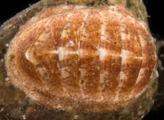 Grooved Chiton thumbnail 4