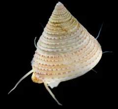 Calliostoma variegatum thumbnail 2