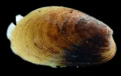 Corduroy Mussel thumbnail 1