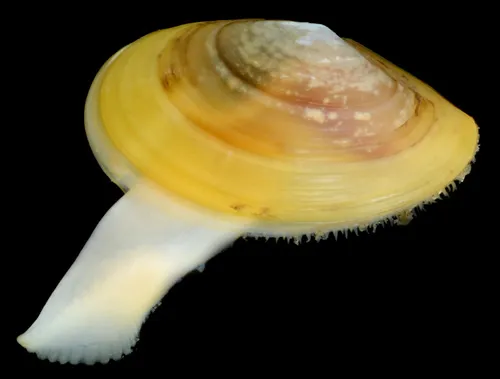 comb yoldia