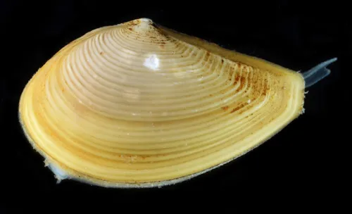 Minute Nut-clam