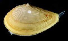 Minute Nut-clam thumbnail 1