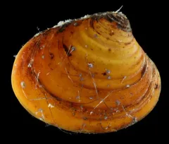 Elliptical Astarte Clam thumbnail 2