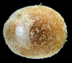 Ringed Blind Limpet thumbnail 2