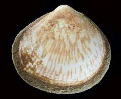 California Bittersweet Clam thumbnail 2