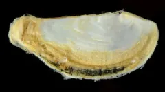 Bilirate Pandora thumbnail 2