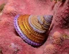 Jeweled Top Snail thumbnail 4