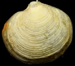 Fine-lined Lucine thumbnail 1