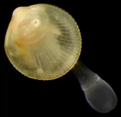 Striated Crenella thumbnail 2