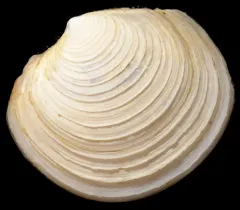 Ringed Lucine thumbnail 2