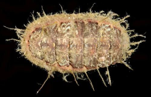 Dwarf Hairy Mopalia