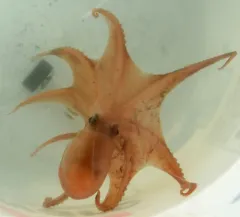 Keeled Octopus thumbnail 2