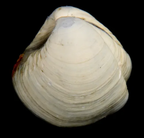 Common Furrow-shell