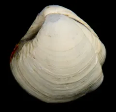 Common Furrow-shell thumbnail 1