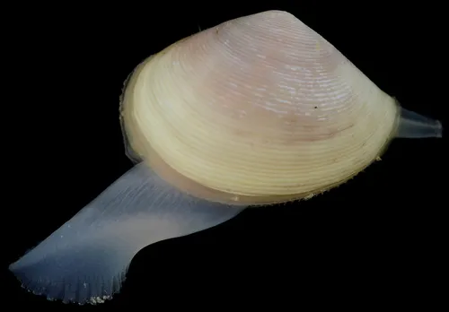 Saccella cellulita