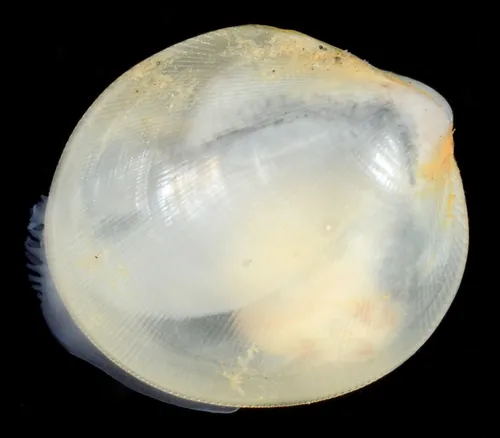 British Columbia Crenella