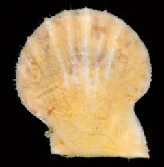 Spiny Scallop thumbnail 2