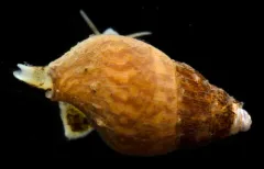 Mitrella gausapata thumbnail 3