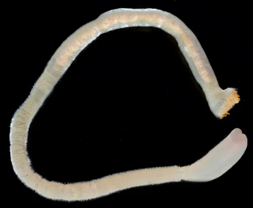 Chaetoderma argenteum