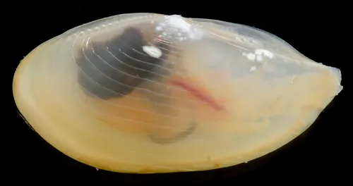 Oblique-lined Yoldia