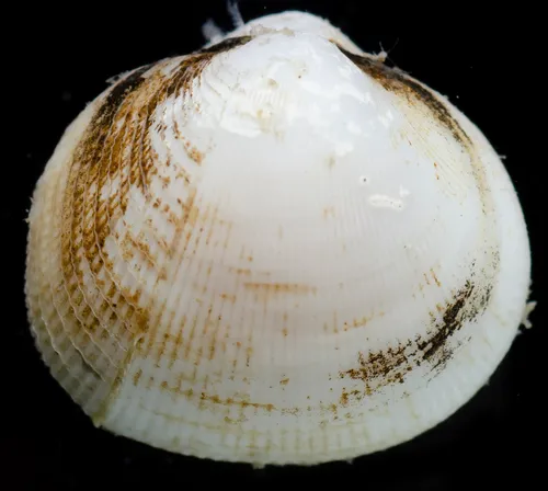Hundred-Line Cockle