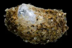California Lyonsia thumbnail 3