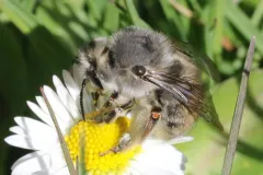 Habropoda depressa thumbnail 1