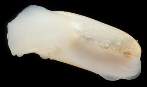 Cylichna diegensis