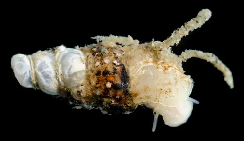 Lirobittium munitum