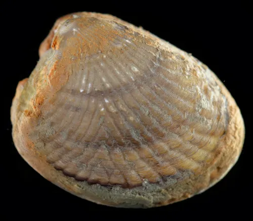 Divaricate Nutclam