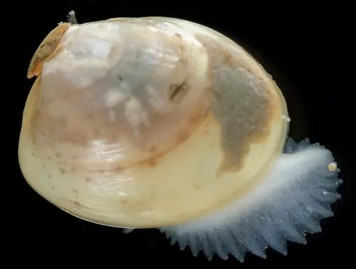 Smooth nutclam