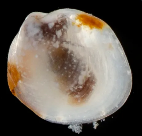 Adontorhina cyclia