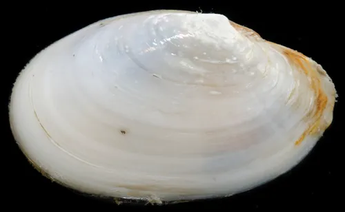 Yoldia Macoma