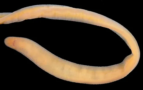 Paranemertes sanjuanensis