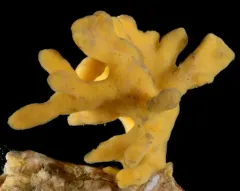 Homaxinella amphispicula thumbnail 1