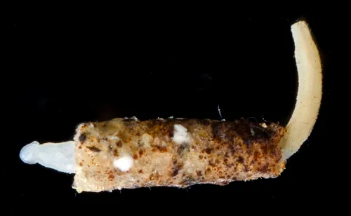 Nephasoma diaphanes