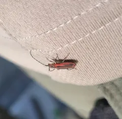Holopleura marginata thumbnail 4