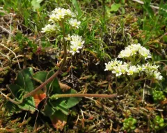 Saddle Mountain Saxifrage thumbnail 3